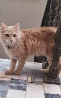 واگزاری گربه خانگی پرشین اسکاتیش