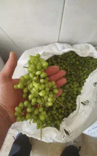 غوره درجه یک