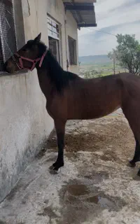 مادیان شجره دار