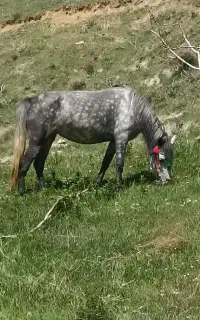 مادیان اصیل  ۶ ساله معاوضه هم دارم