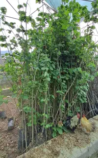 انواع نهال گلدانی