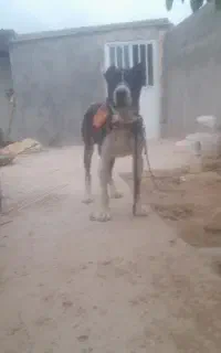 سگ نگهبان و دهن پاک