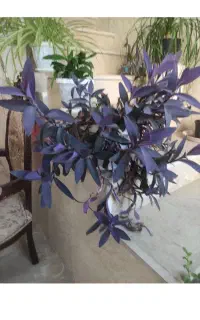 گل بنفشه بزرگ