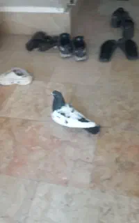 کفتر سینه گمشده