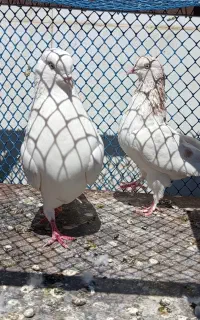 کبوتر جفت