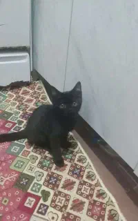 فروش گربه خانگی