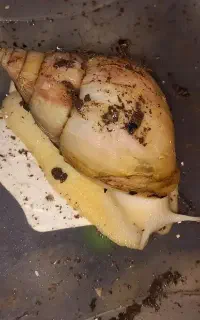 حلزون بچه حلزون تخم‌حلزون