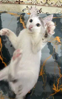 واگذاری بچه گربه