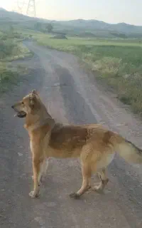 سگ سرابی و عراقی