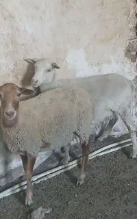 بره ماده سه قلوزا