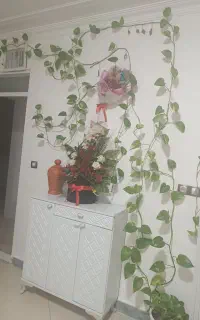 فروش گل پتوس