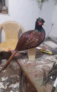 قرقاول کبک اردک طاووس