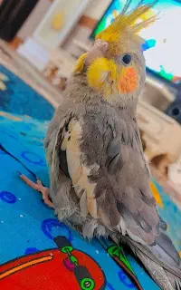 پرنده