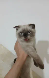 اسکاتیش نر
