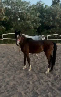 کره اسب خالص ایرانی