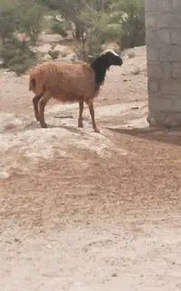 فروش قوچ اطراف بندرلنگه