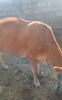 گاو معاوضه فوری