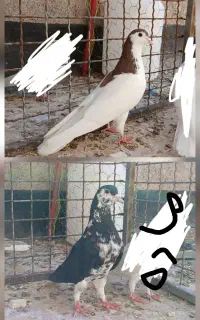 ساده زرد افشون چپ خال سرخ پرشی نروماده کبوترفاروج