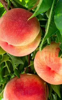 توزیع نهال هلو مخملی