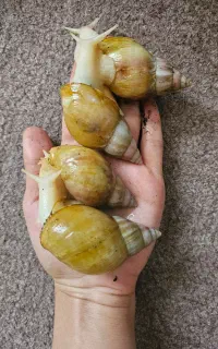 حراج حلزون البینو
