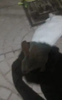 خرگوش