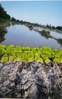 نشا برنج