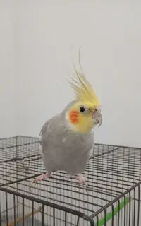 عروس هلندی نر