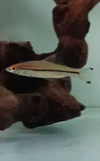 ماهی آکواریومی ردلاین سایز سه بند