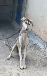 تازی
