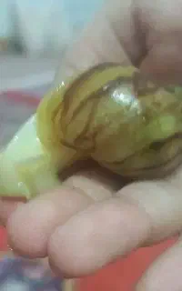 فروش حلزون آلبینو