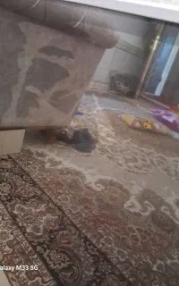 تلوزیون