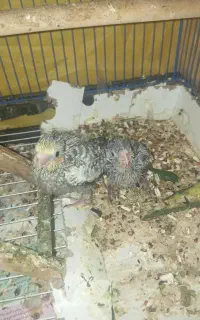 عروس هلندی سرلاکی