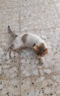 گربه اهلی و بازیگوش