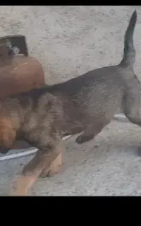 سگ سرابی ۲ماهه