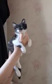 بچه گربه رایگان