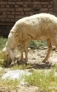گوسفند نر