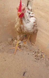 جوجه خروس