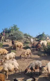 فروش ۱۳۰تعداد گوسفند همه آبستن آخر برج ۸ اویل ۹