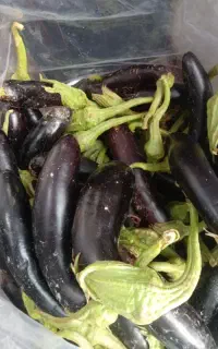 فروش  بادمجان