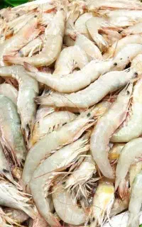 ماهی میگو سر تیز درشت + ارسال