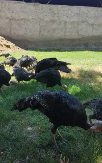 بوقلمون برنز سینه پهن
