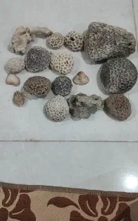 سنگ مرجان مخصوص آکواریوم