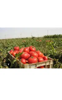 کار