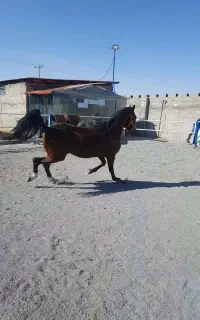 نریان عرب ایرانی