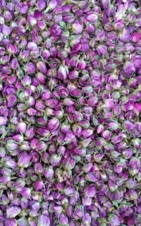 غنچه گل محمدی اعلادرجه یک