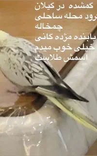 ساکن تهران کَمشده درکَیلان یابنده مرده کَانی خووب