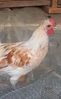 مرغ و خروس گلین