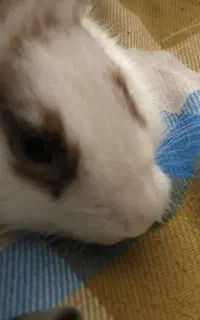 فروش خرگوش هلندی