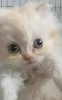 گربه۲ماهه پرشین