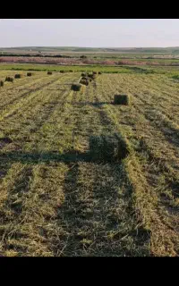 یونجه. و پخل.